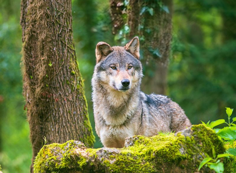 What The Discovery Means For The Greater Yellowstone Ecosystem