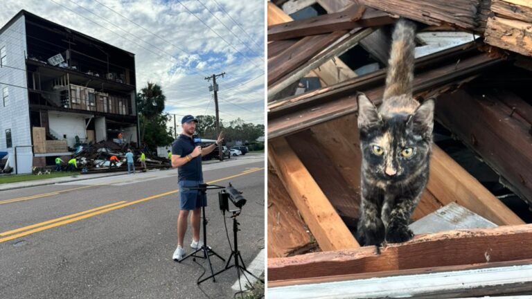 cat in the rubble