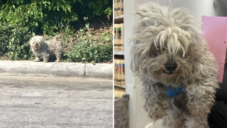 Rescued Matted Pups From LA Bushes Take First Steps Toward Healing