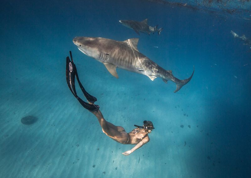 Sharks Are More Threatened Than Threatening
