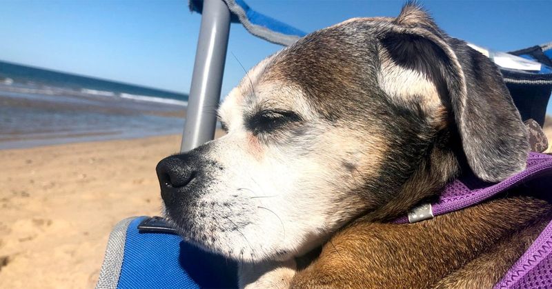 Keep Pets Out Of The Water