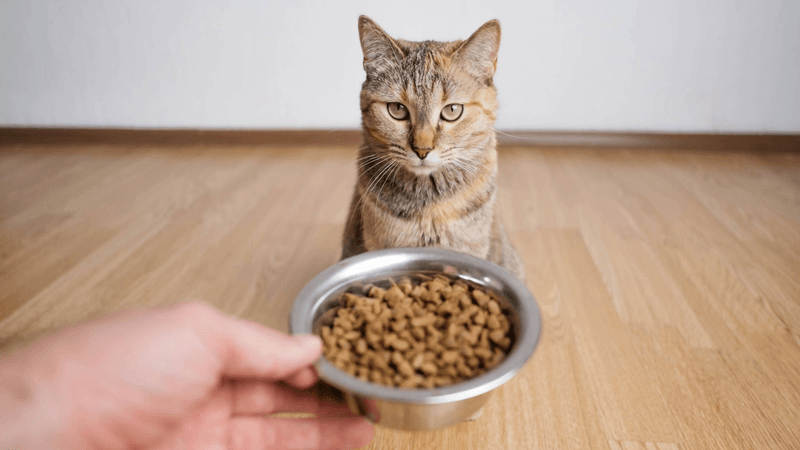 Loss Of Appetite Or Sudden Weight Loss