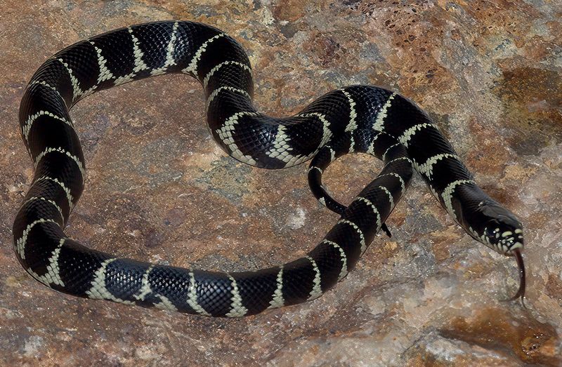 California Kingsnake