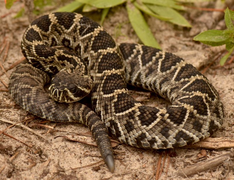South Carolina – Eastern Diamondback Rattlesnake