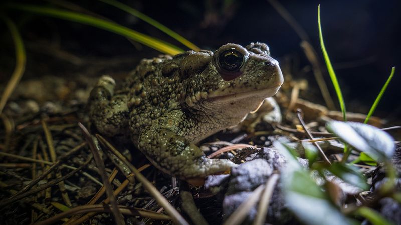 Boreal Toad