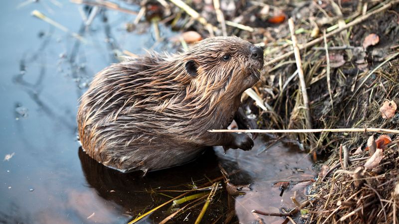 Beaver