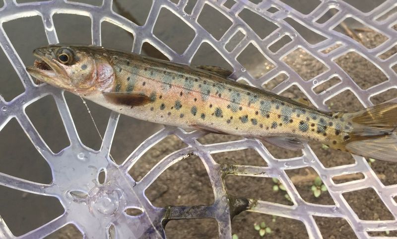 Silver Trout