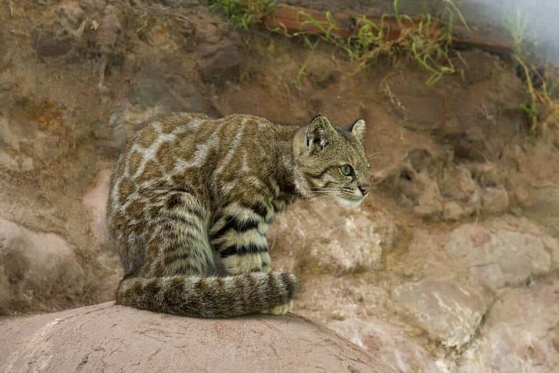 A Solitary Spirit That Avoids Humans