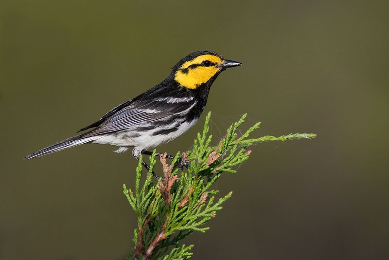 Golden-Cheeked Warbler