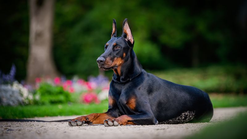 Doberman Pinscher