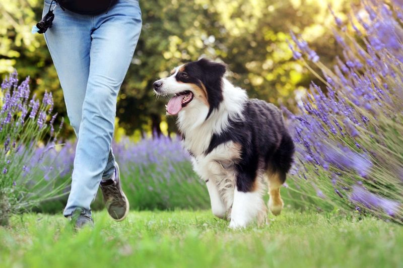 Australian Shepherd