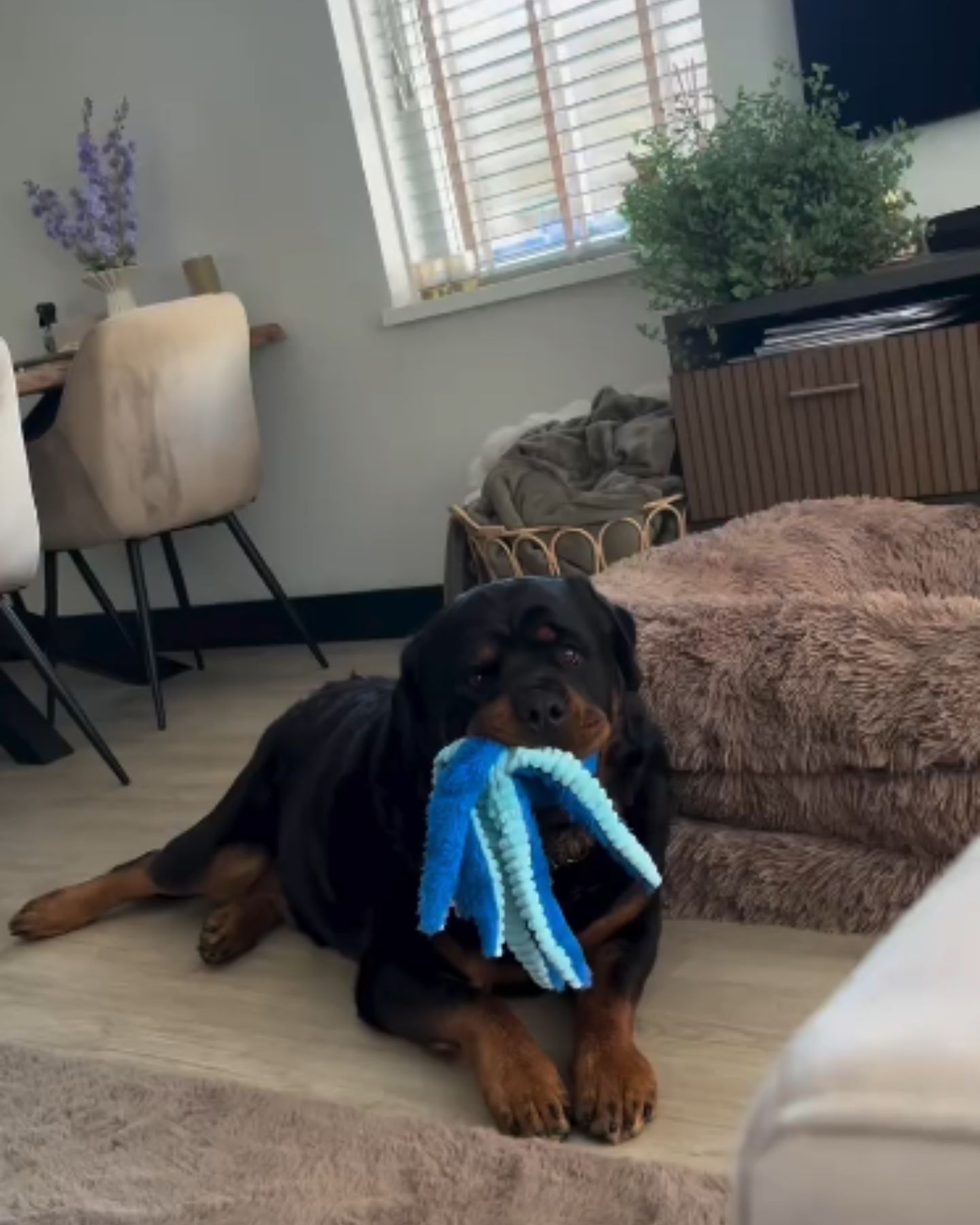 Rottweiler and toy
