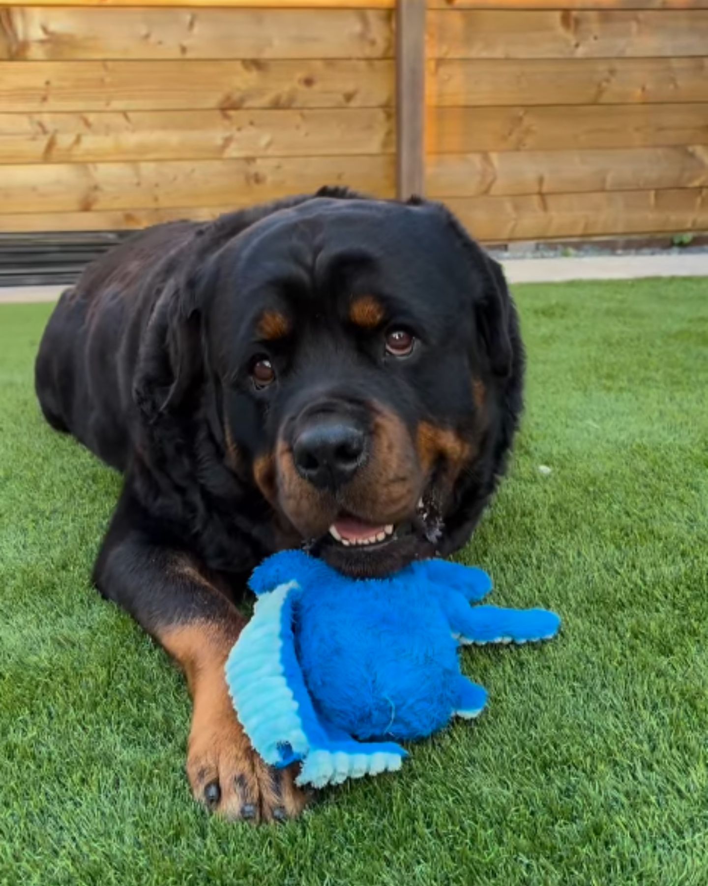 Rottweiler laying down