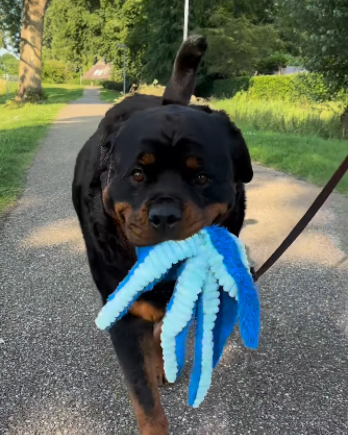 Rottweiler on a leash