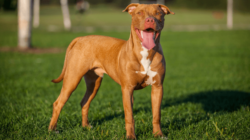Pit Bull Terrier