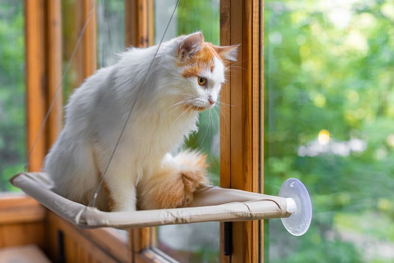 Window Views