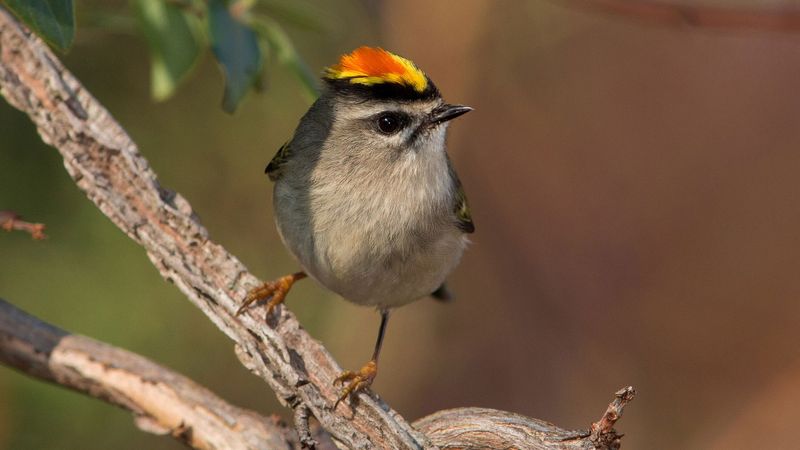 Golden-crowned Kinglet (Regulus satrapa)