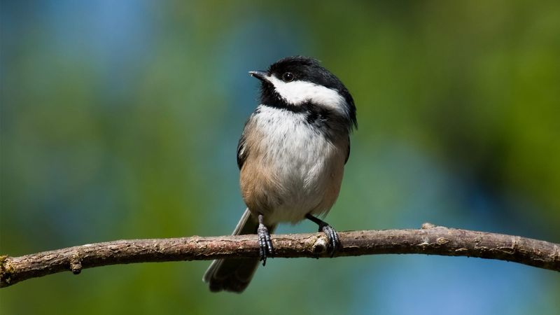 Black-capped Chickadee (Poecile atricapillus)