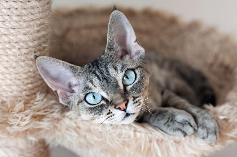 Devon Rex