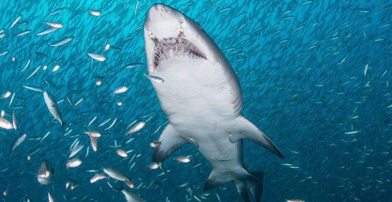 Conservation Efforts For Sharks In New York