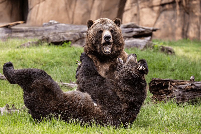 Memphis Zoo – Memphis, TN