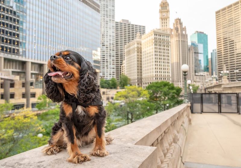 Chicago, IL