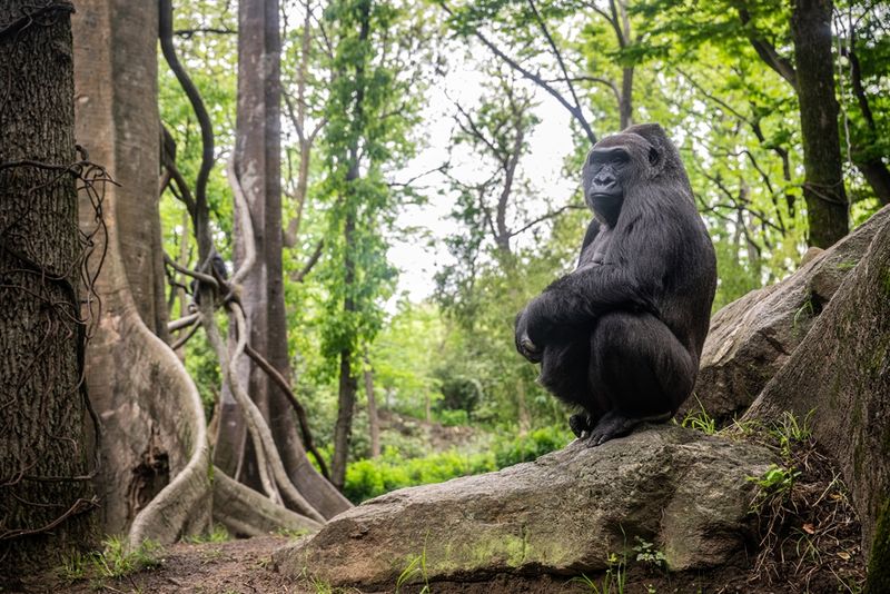 Bronx Zoo – New York City, NY