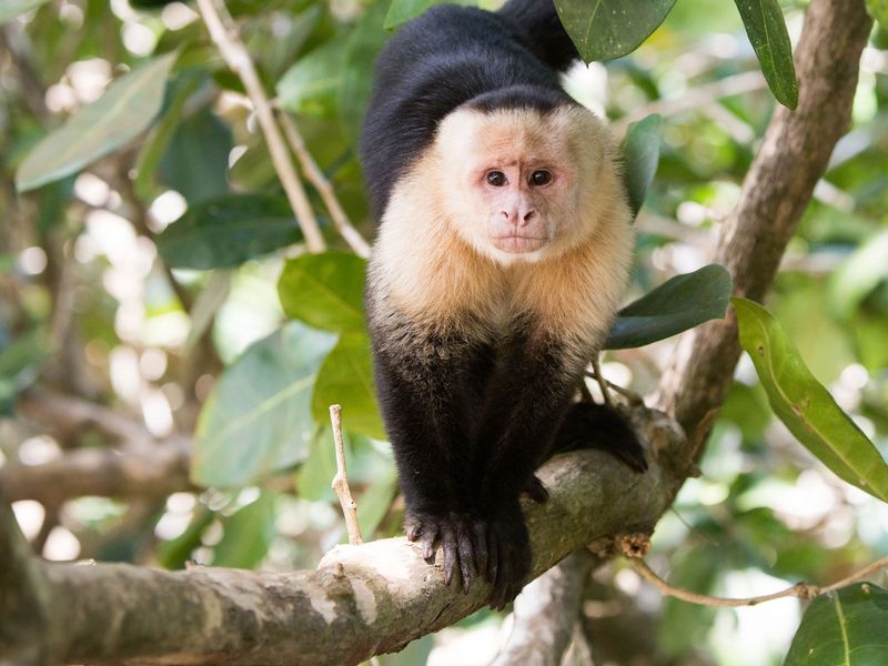 Capuchin Monkey