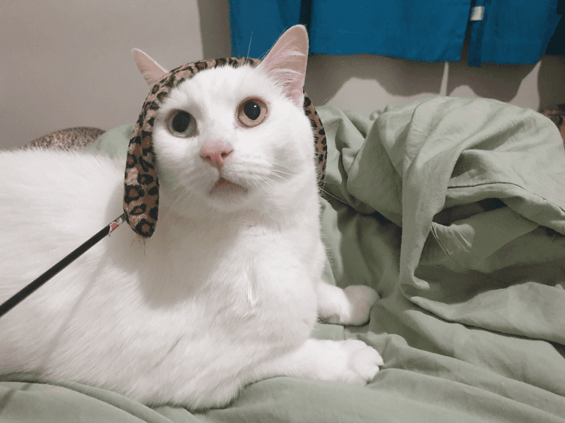 Hair Ties And Rubber Bands