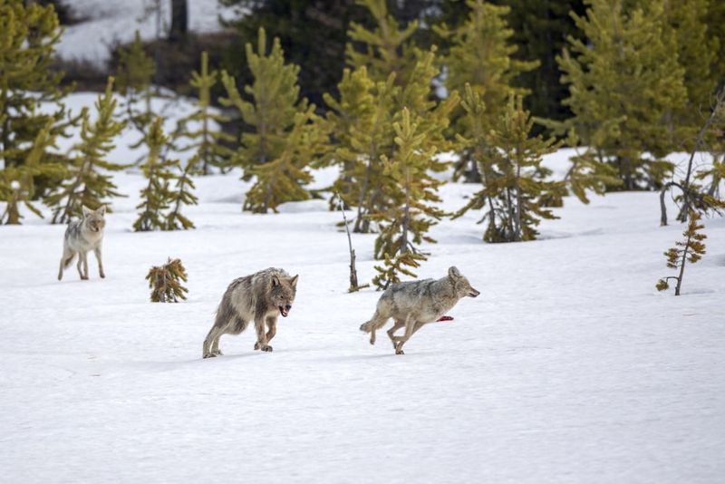 Introduction To The Yellowstone Northern Range Pack