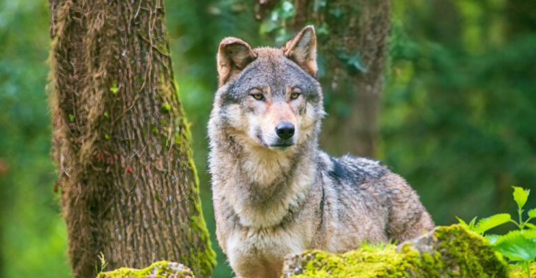 Scientists Discover America’s Largest Wolf Pack Roaming The Wilderness