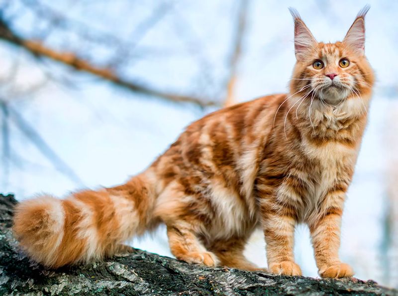 Maine Coon