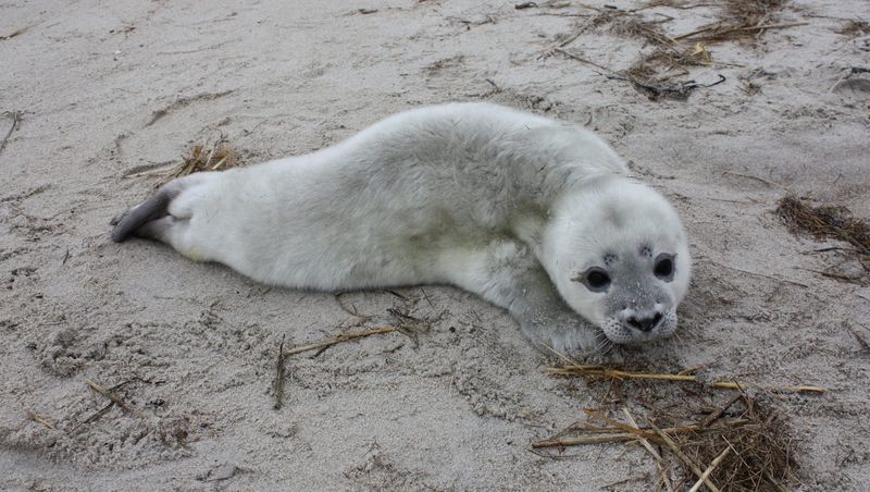 Why Seal Pups Are Appearing More Frequently On Beaches