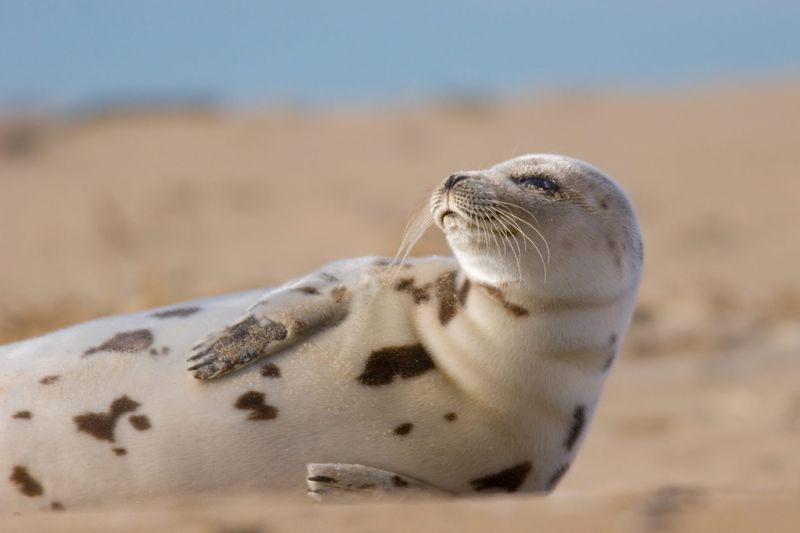 Seal Pups Are Making A Comeback On Massachusetts Beaches