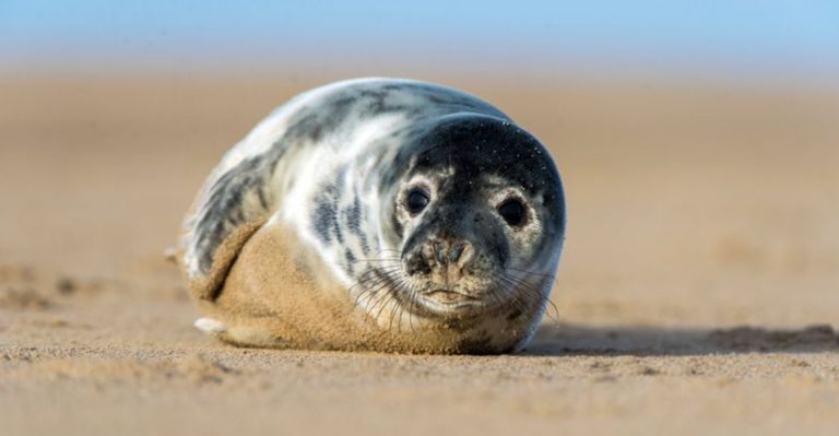 Seal Pups On Massachusetts Beaches Are Adorable, But You Better Not Touch Them