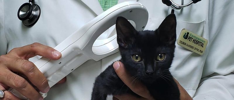 Update Pet Identification Information