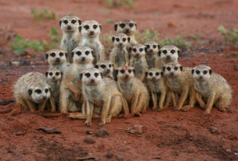 Highly Protective Of Their Territory