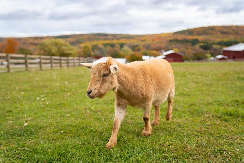 Hercules The Goat Went From Neglect To Nurture