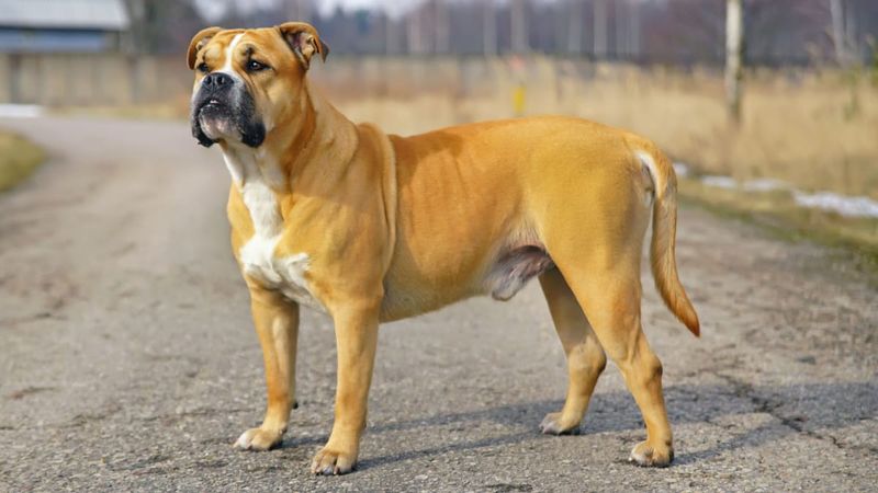 Ca de Bou (Majorca Bulldog)