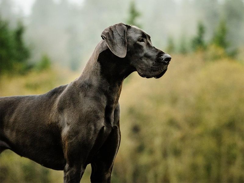 Great Danes Face Shortened Lifespans