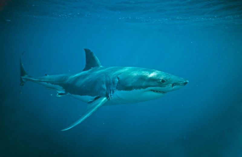 Shark Behavior And Human Interaction