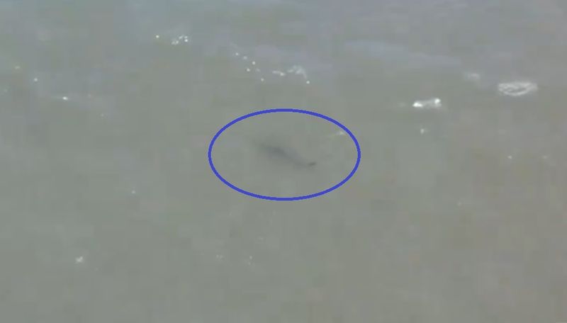 Recent Shark Sightings In Rockaway Beach