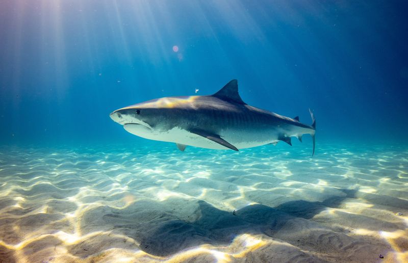 Shark Sightings In The Hamptons