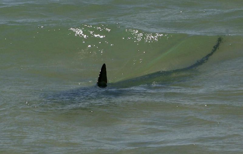 Shark Sightings From Queens To The Hamptons