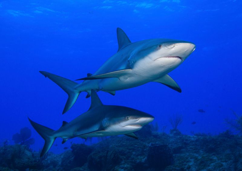 How You Can Help Protect Sharks And Overcome Fear