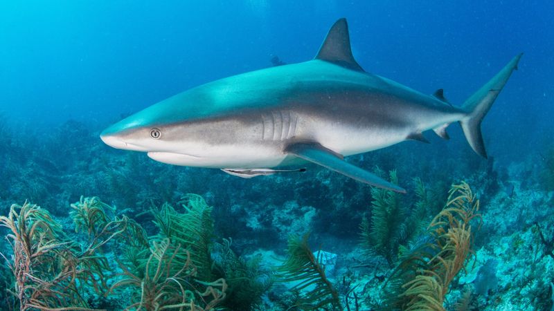 Sharks Are Vital To Ocean Ecosystems