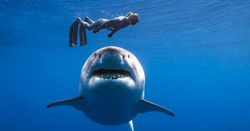 Proper Timing Reduces Encounter Risks