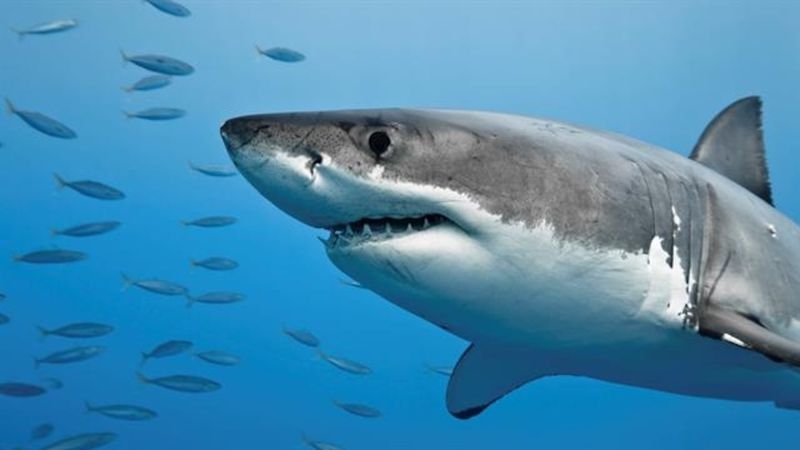 The Truth About Shark Attacks