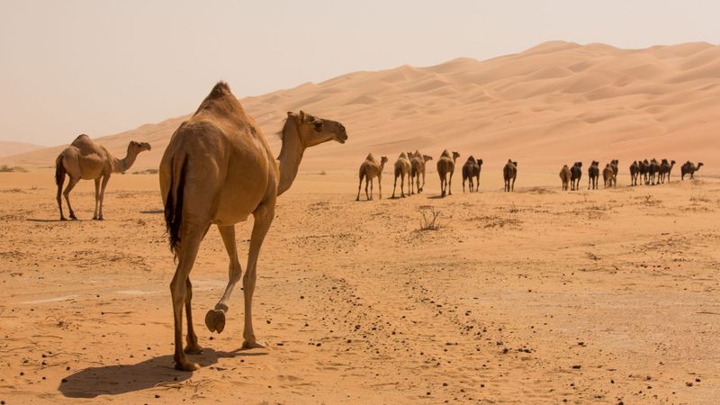 Camels Store Water In Their Humps