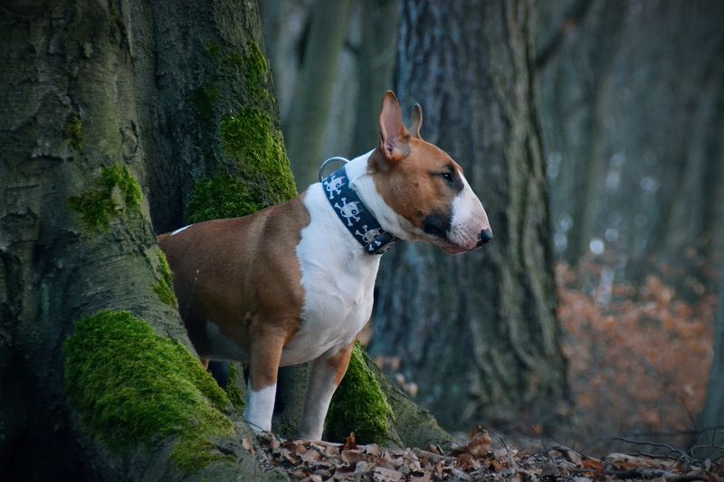 Bull Terrier